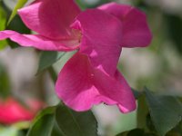 WaggaNov2014-61 : Botanic Garden, Wagga, flowers