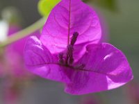 WaggaNov2014-62 : Botanic Garden, Wagga, flowers