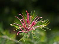 WaggaNov2014-65 : Botanic Garden, Wagga, flowers