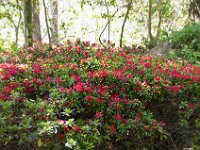 WaggaNov2014-76 : Botanic Garden, Wagga, flowers