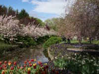 TulipTopGardens2016-101