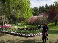 TulipTopGardens2016-102