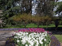 TulipTopGardens2016-11