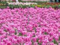 TulipTopGardens2016-110