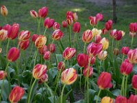 TulipTopGardens2016-12