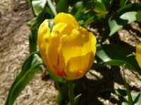 TulipTopGardens2016-121