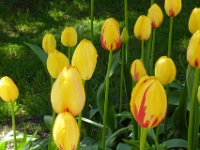 TulipTopGardens2016-122