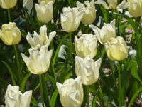 TulipTopGardens2016-123