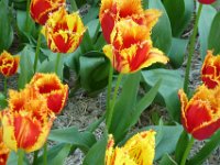 TulipTopGardens2016-127
