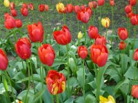 TulipTopGardens2016-129