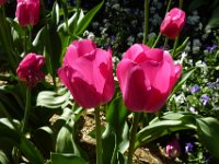 TulipTopGardens2016-130