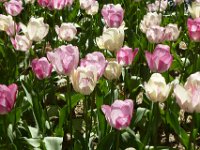 TulipTopGardens2016-132