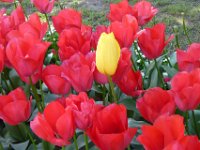 TulipTopGardens2016-136