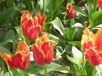 TulipTopGardens2016-139