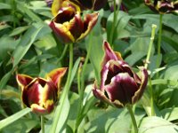 TulipTopGardens2016-141