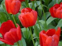 TulipTopGardens2016-142