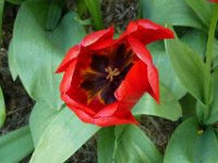 TulipTopGardens2016-143