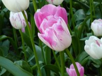TulipTopGardens2016-145