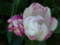 TulipTopGardens2016-146