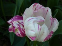 TulipTopGardens2016-147