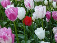 TulipTopGardens2016-148