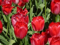 TulipTopGardens2016-149