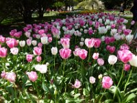 TulipTopGardens2016-150