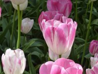 TulipTopGardens2016-151