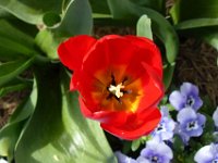 TulipTopGardens2016-155