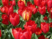 TulipTopGardens2016-156