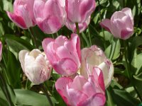 TulipTopGardens2016-157