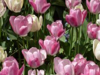 TulipTopGardens2016-158