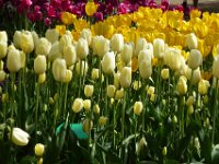 TulipTopGardens2016-159