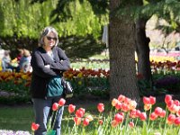 TulipTopGardens2016-16