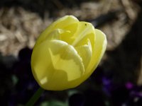 TulipTopGardens2016-164