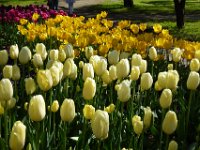 TulipTopGardens2016-165