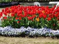 TulipTopGardens2016-167