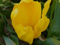 TulipTopGardens2016-169