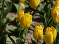 TulipTopGardens2016-17