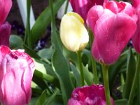 TulipTopGardens2016-170