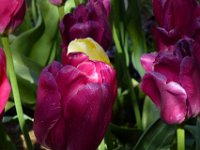 TulipTopGardens2016-171