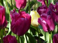 TulipTopGardens2016-172