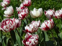 TulipTopGardens2016-182