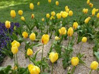 TulipTopGardens2016-184