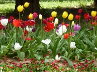 TulipTopGardens2016-186