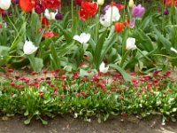 TulipTopGardens2016-187