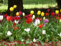 TulipTopGardens2016-188