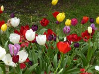 TulipTopGardens2016-189