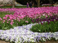 TulipTopGardens2016-204