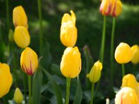 TulipTopGardens2016-22